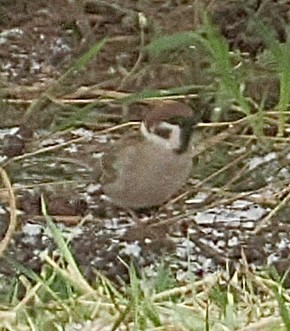 Eurasian Tree Sparrow - ML617654283