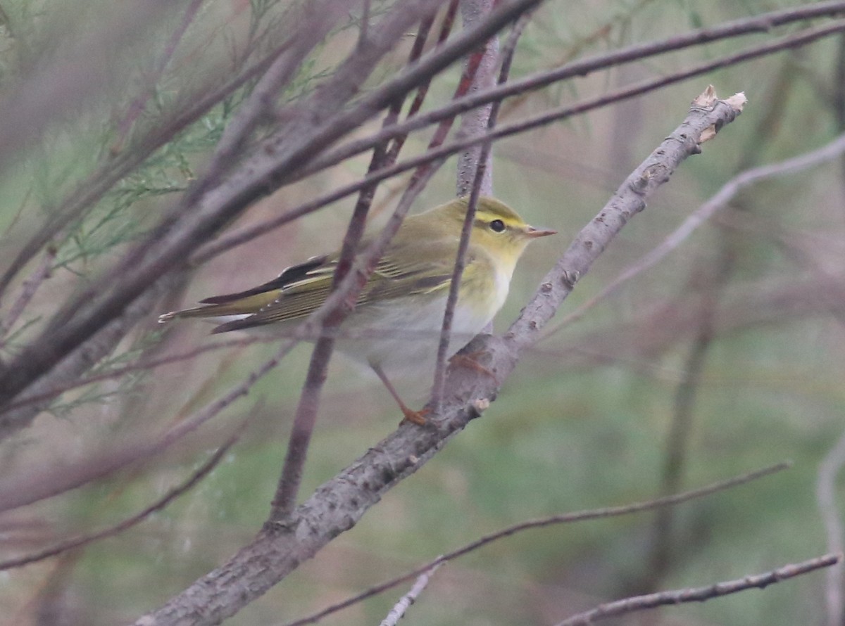 Wood Warbler - ML617654296