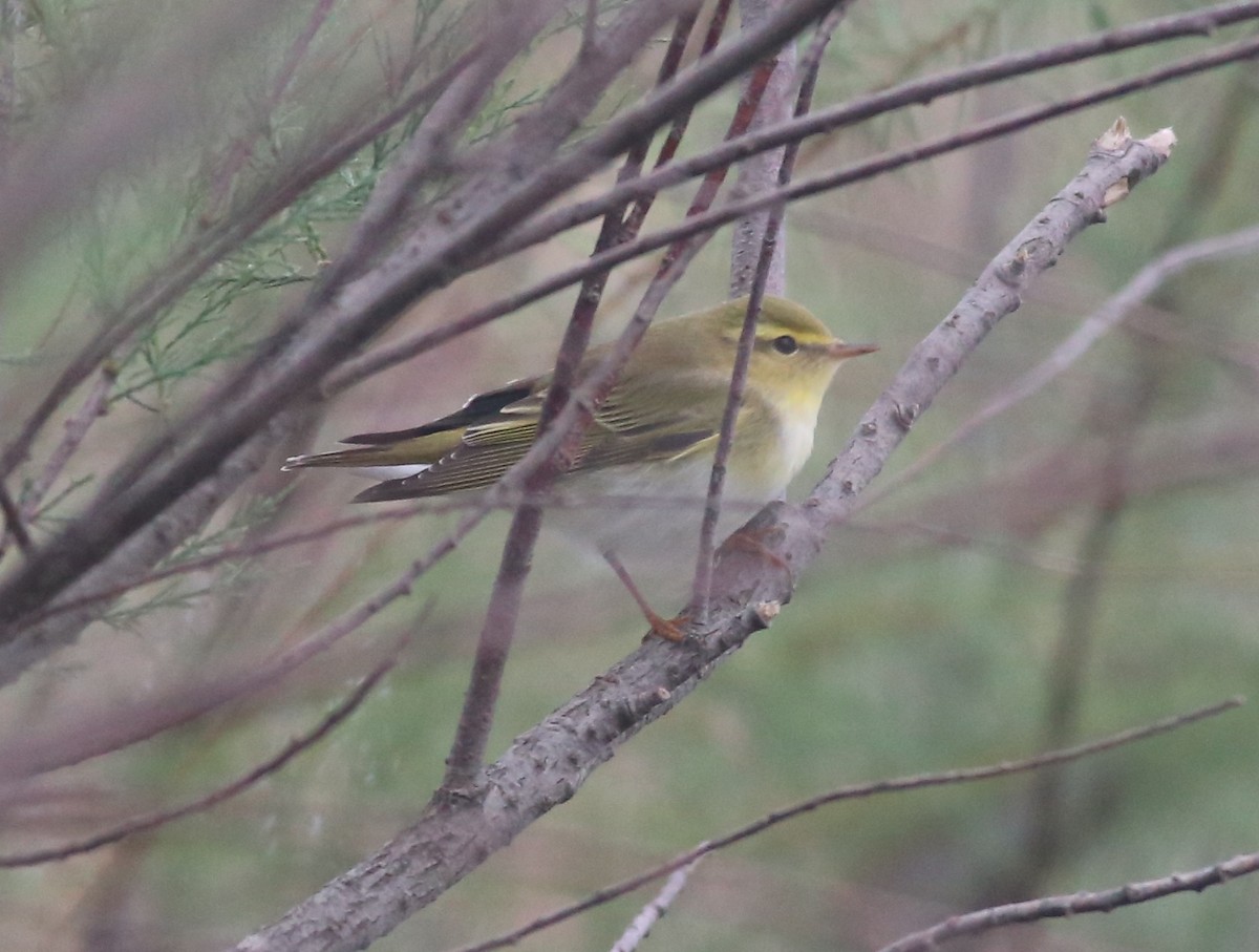 Wood Warbler - ML617654297