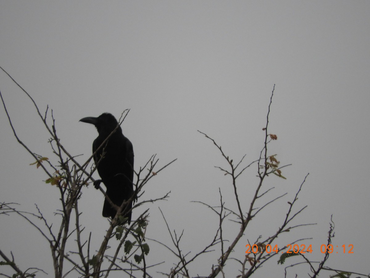 Large-billed Crow - ML617654325