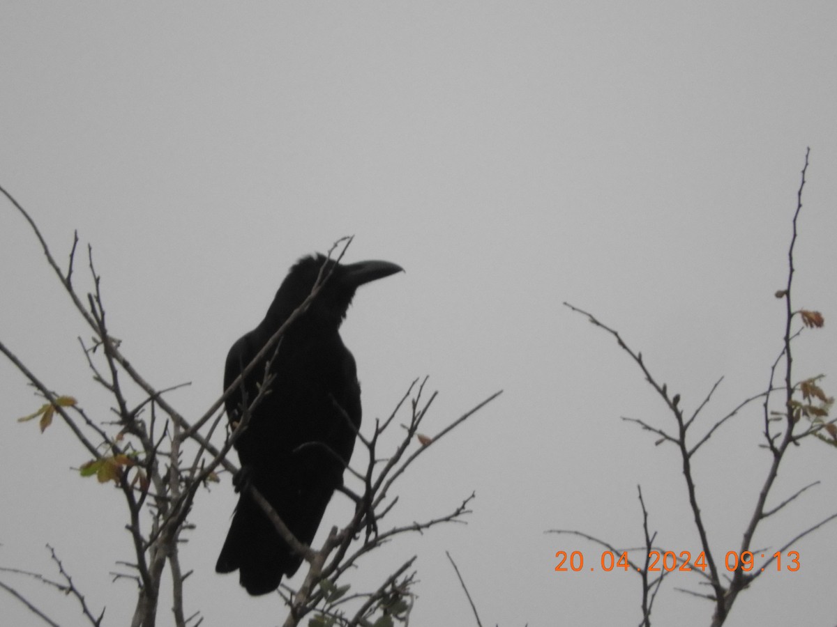 Large-billed Crow - ML617654326