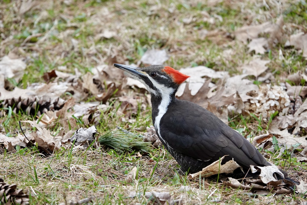 Pileated Woodpecker - Michel Robert