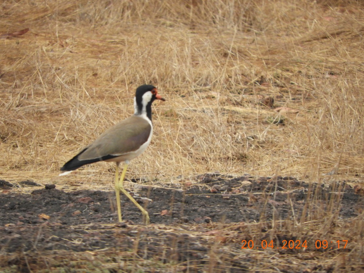 Red-wattled Lapwing - HARIHARAN T V