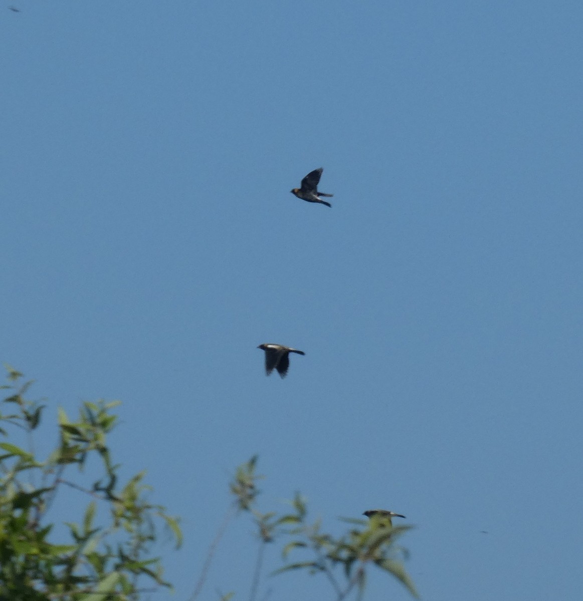 bobolink americký - ML617654562