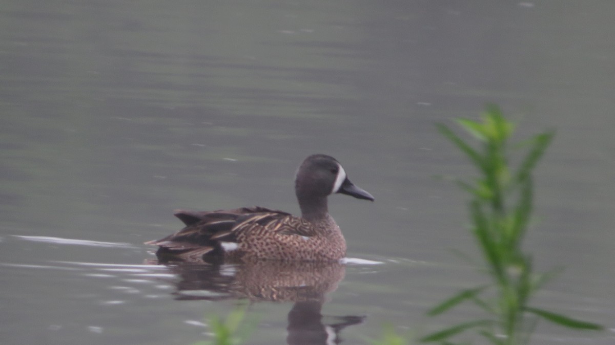 Blue-winged Teal - ML617654565