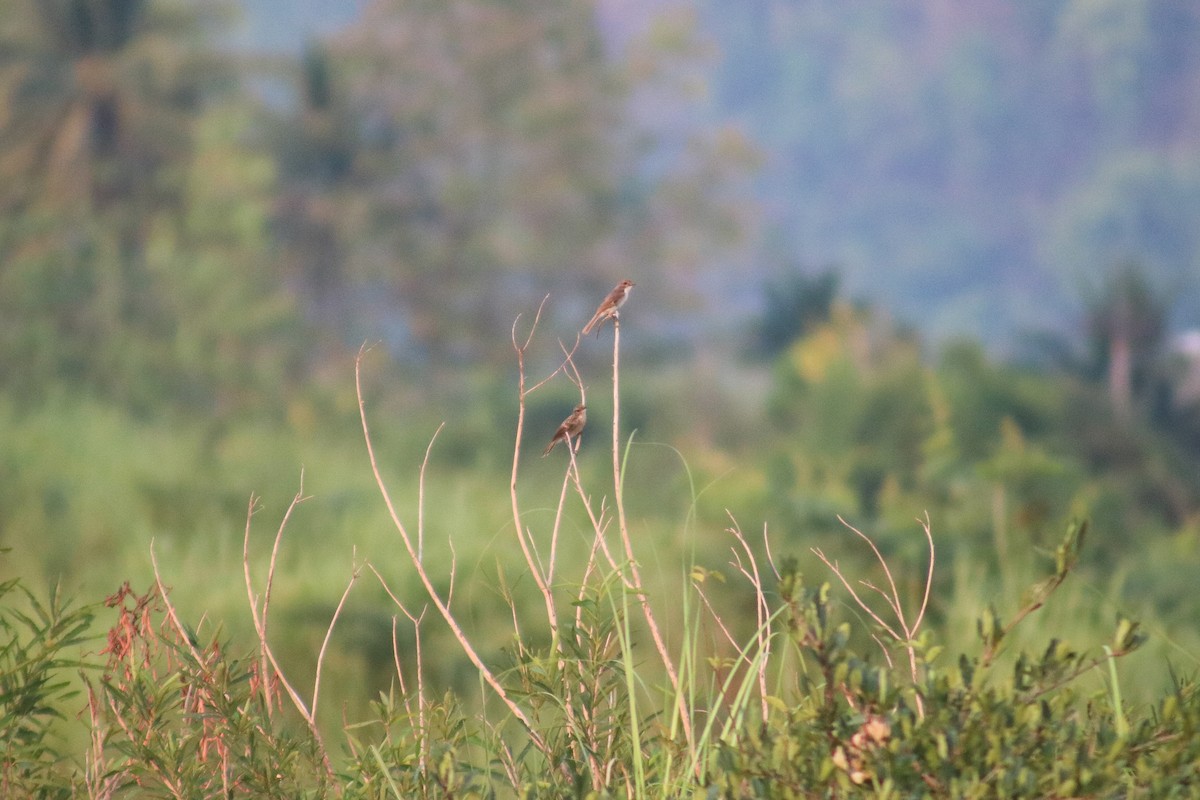 Jerdon's Bushchat - ML617654573