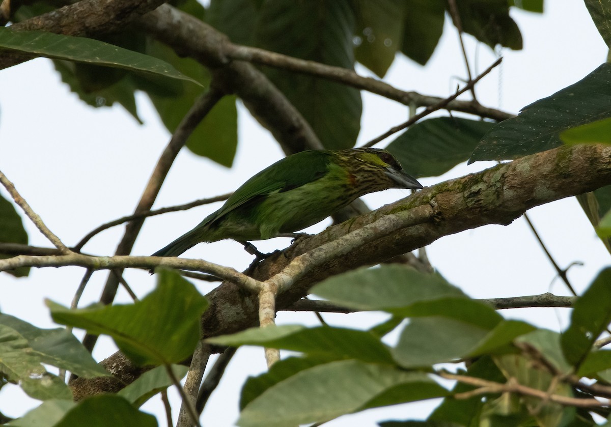 barbet zelenouchý - ML617654613