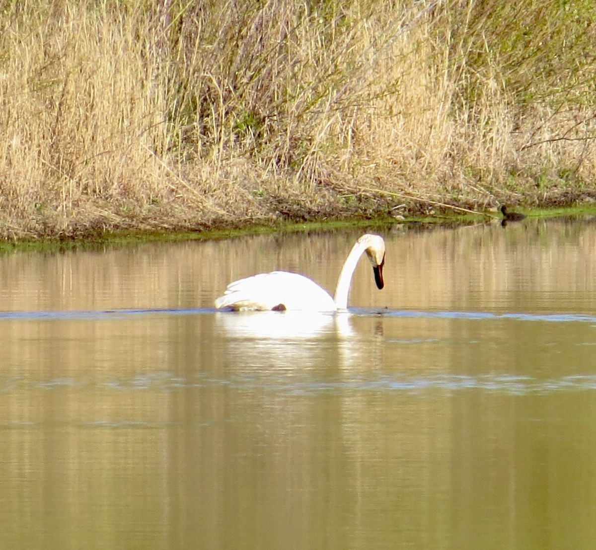 Trumpeter Swan - ML617654618