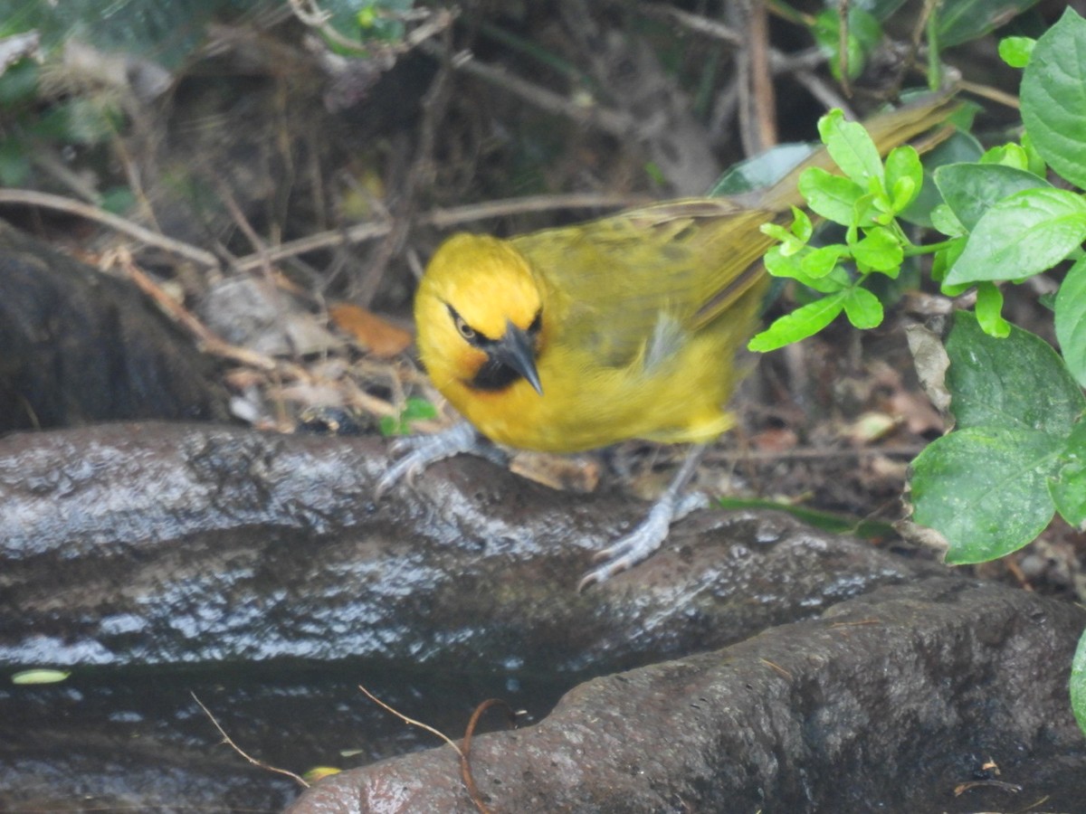 Spectacled Weaver - Timothy Kasper