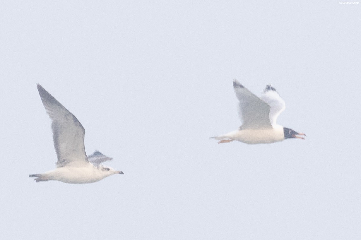 Pallas's Gull - Adhirup Ghosh