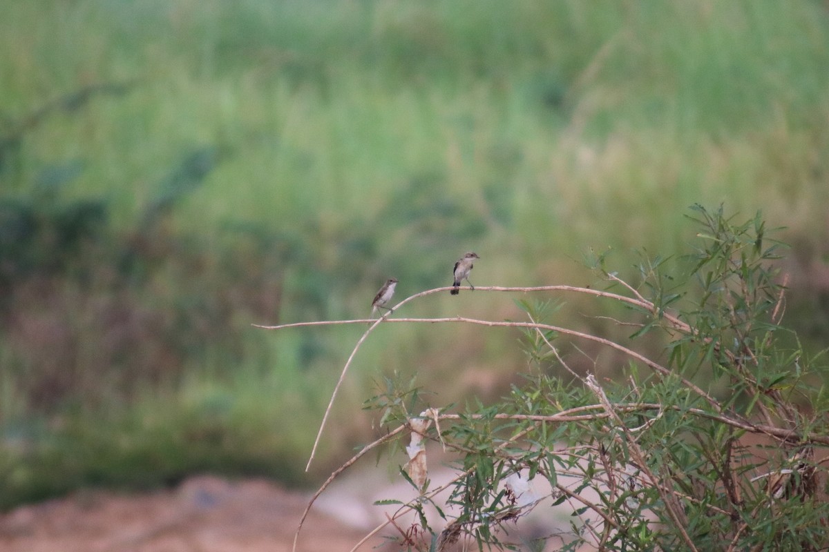 Jerdon's Bushchat - ML617654667