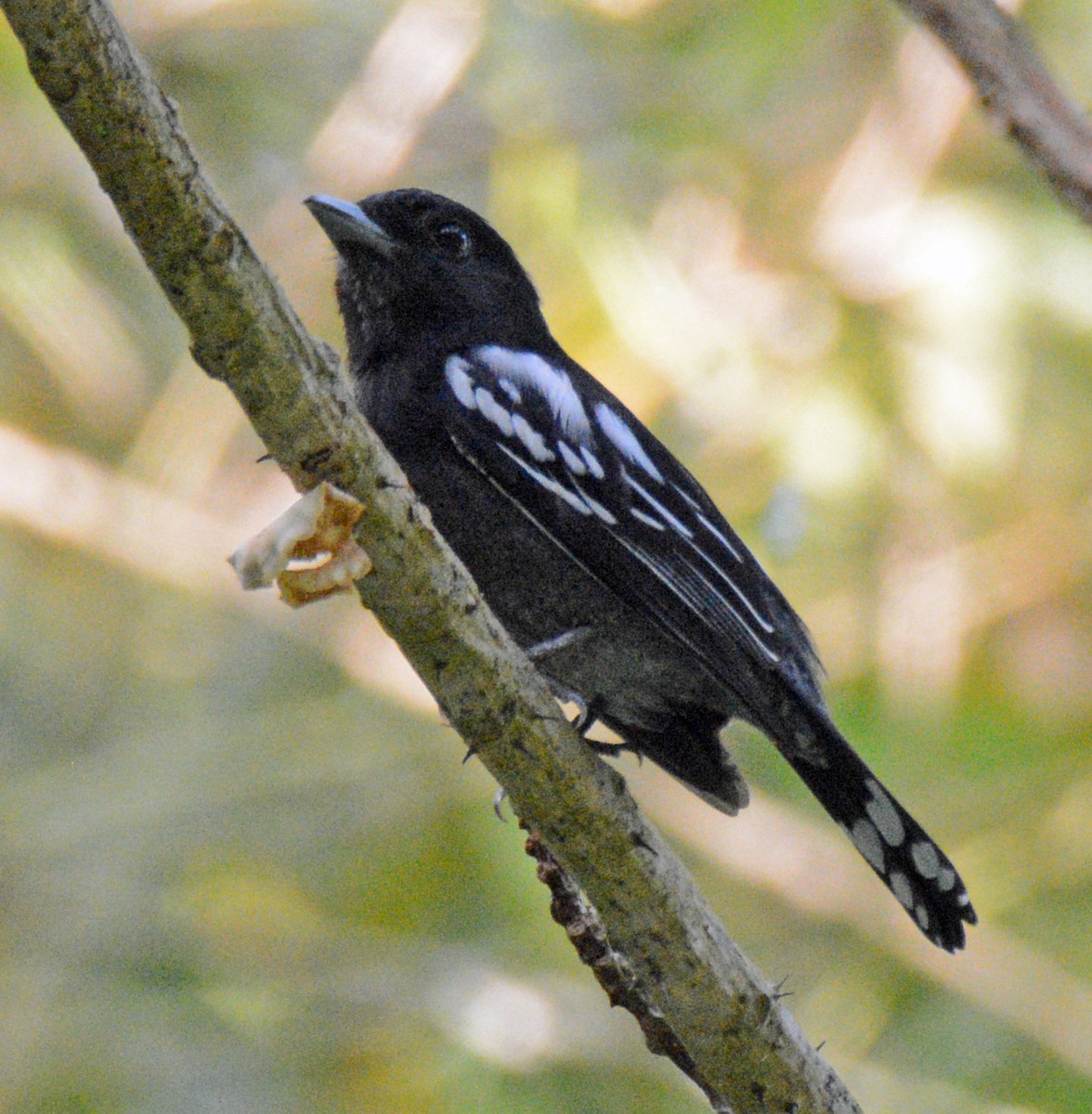 White-winged Becard - Michael J Good