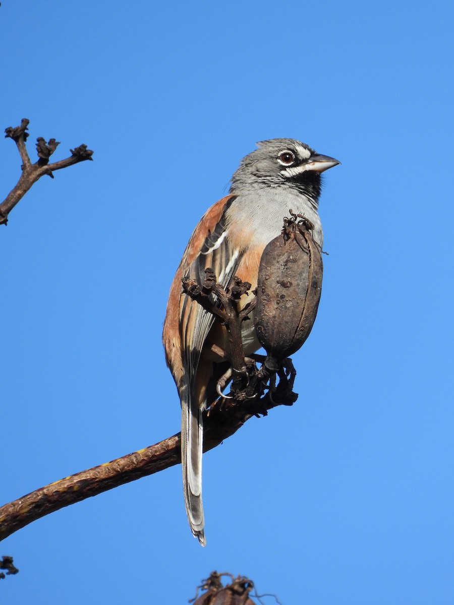 Bridled Sparrow - ML617654681