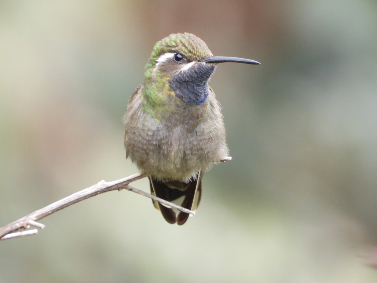kolibřík blankytohrdlý - ML617654758