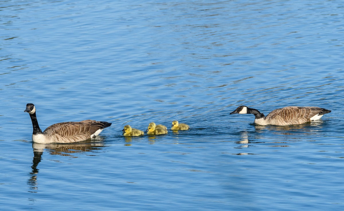 Canada Goose - ML617654768