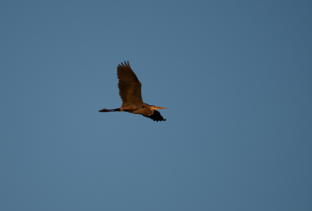 Great Blue Heron - ML617654820