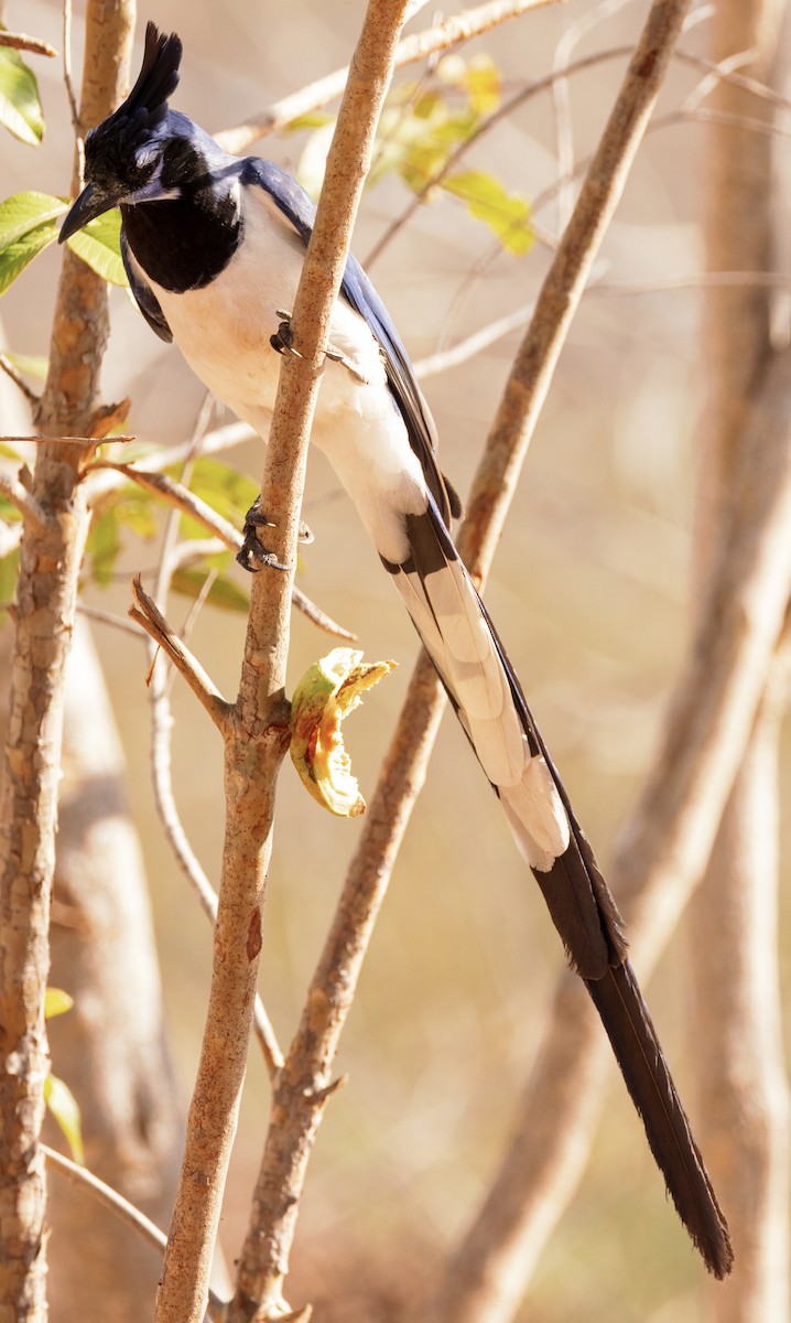 Black-throated Magpie-Jay - Scott Young