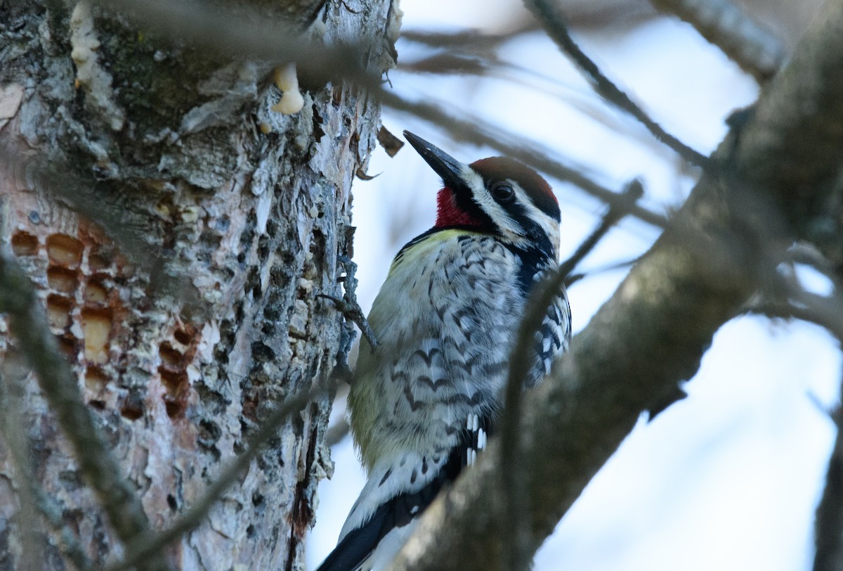 Yellow-bellied Sapsucker - ML617654835