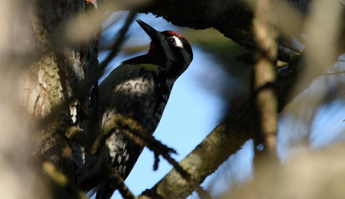 Yellow-bellied Sapsucker - ML617654858