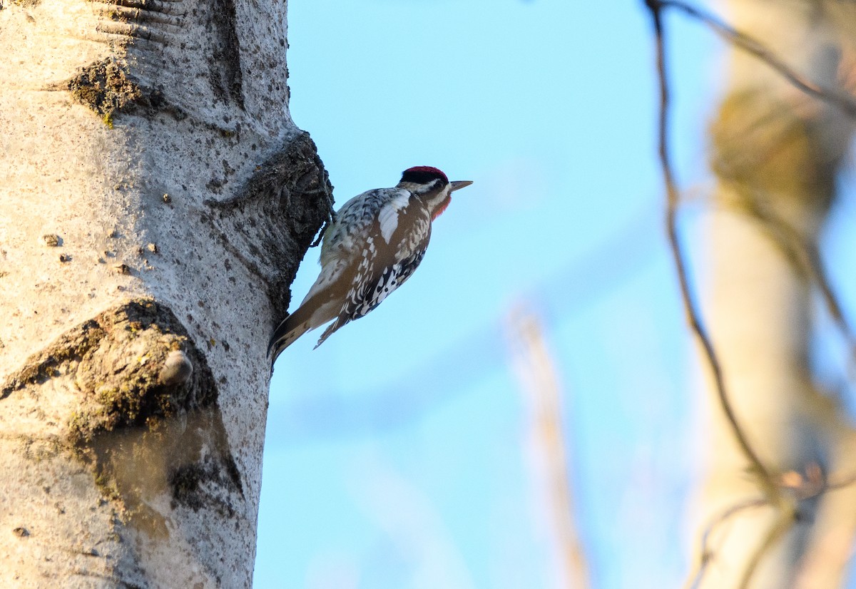 Yellow-bellied Sapsucker - ML617654876