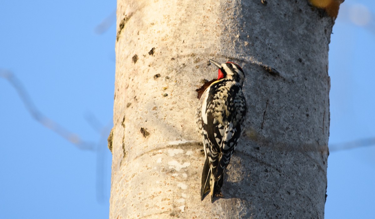 Yellow-bellied Sapsucker - ML617654877