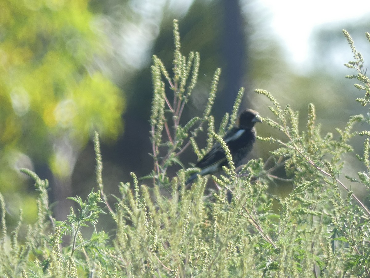 bobolink americký - ML617654895