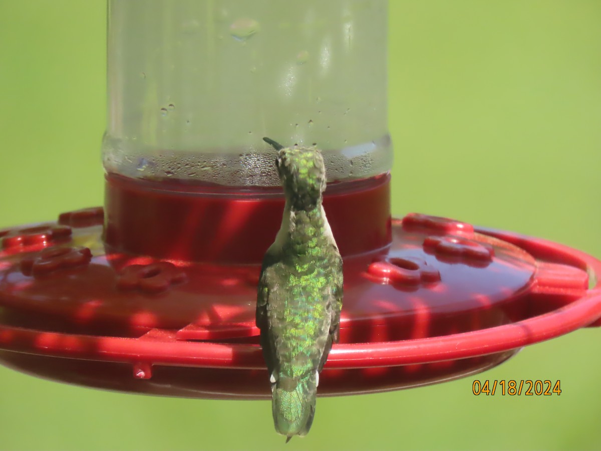 Ruby-throated Hummingbird - ML617654920