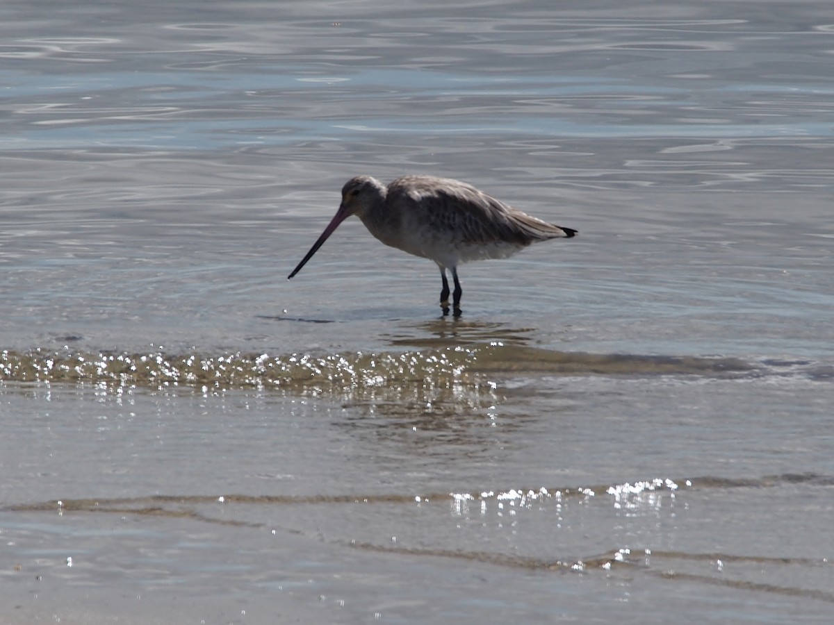 オオソリハシシギ - ML617654929