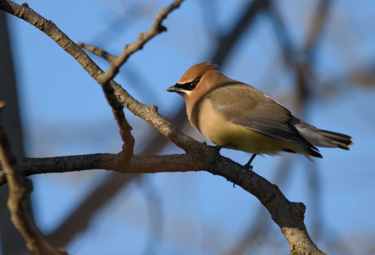 Cedar Waxwing - ML617654932