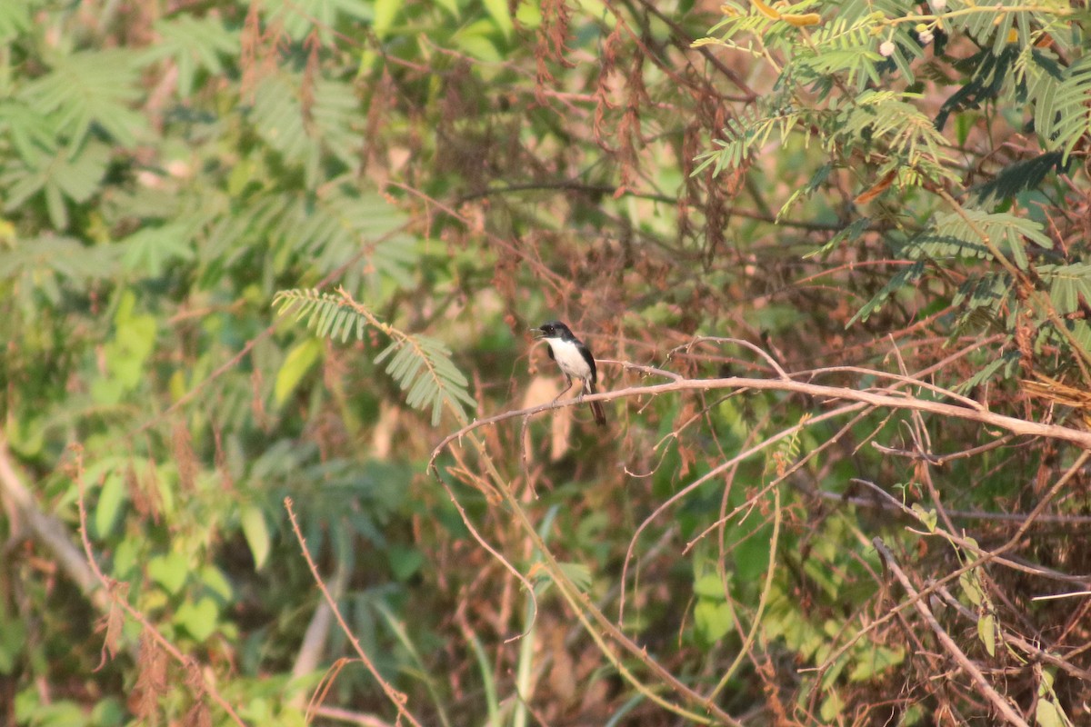 Jerdon's Bushchat - ML617654937