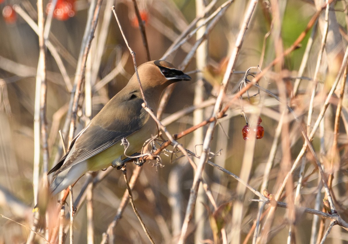 Cedar Waxwing - ML617654946