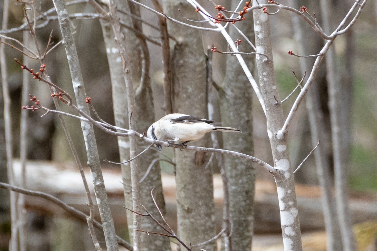 Northern Shrike (American) - ML617654948