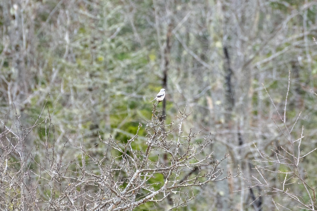 ťuhýk severní (ssp. borealis) - ML617654951