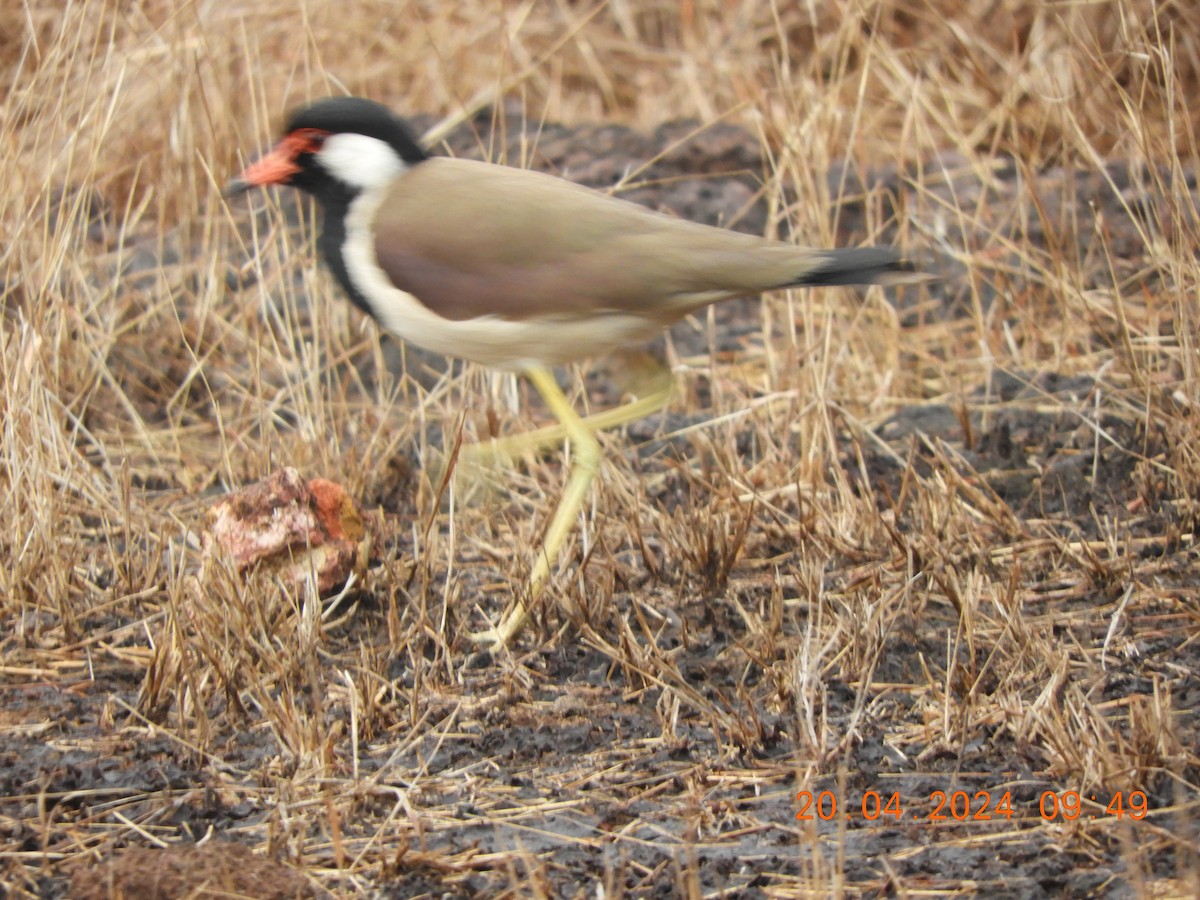 Red-wattled Lapwing - ML617654961