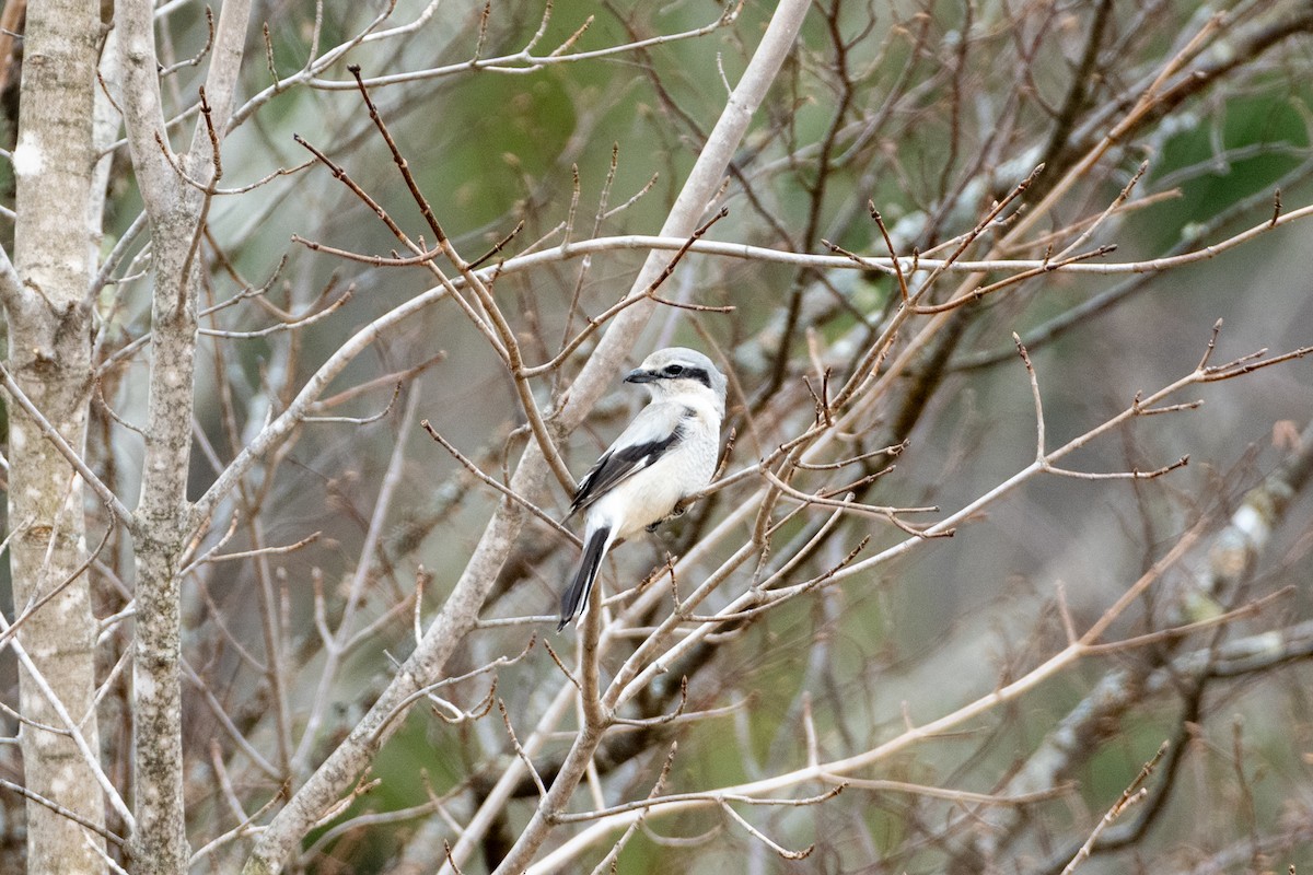 Alcaudón Boreal (americano) - ML617654968