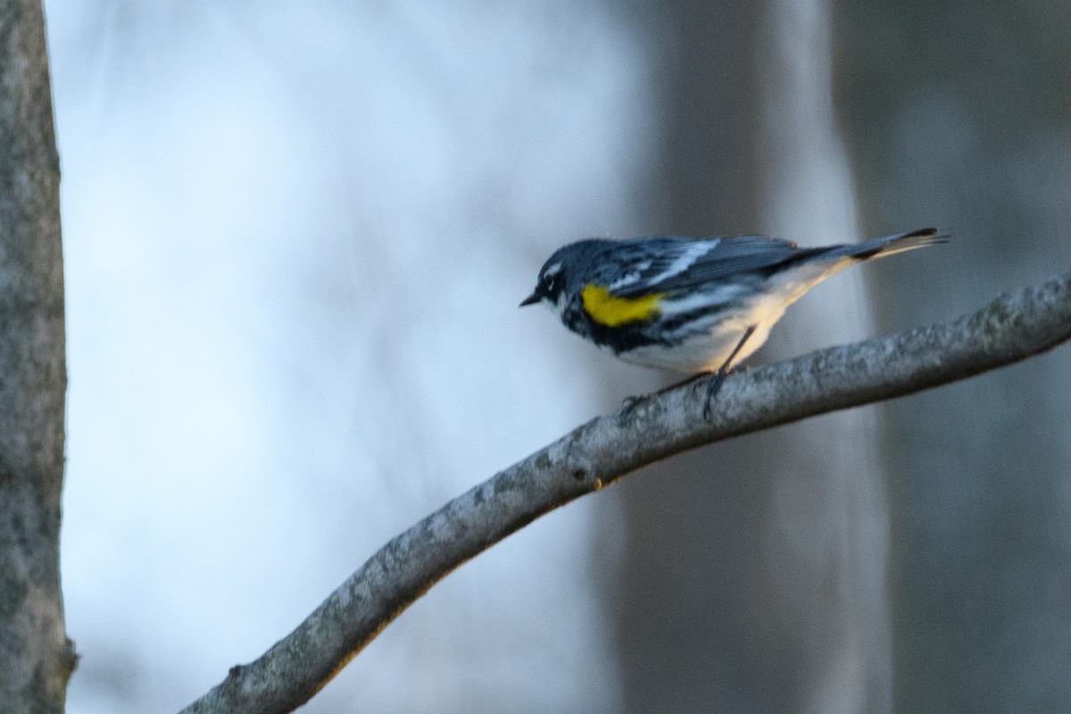 Yellow-rumped Warbler - ML617654970