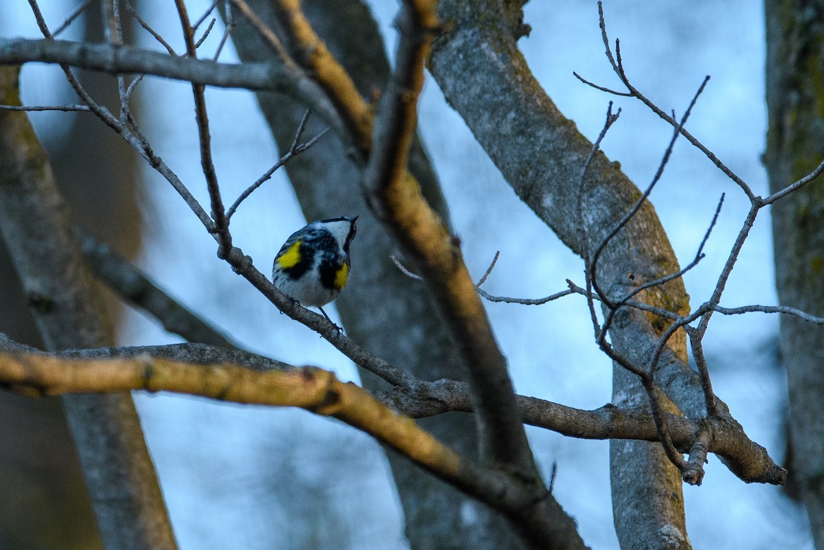 Yellow-rumped Warbler - ML617654971