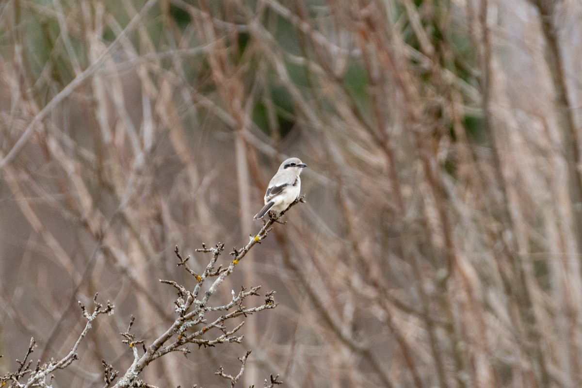 Northern Shrike (American) - ML617654976