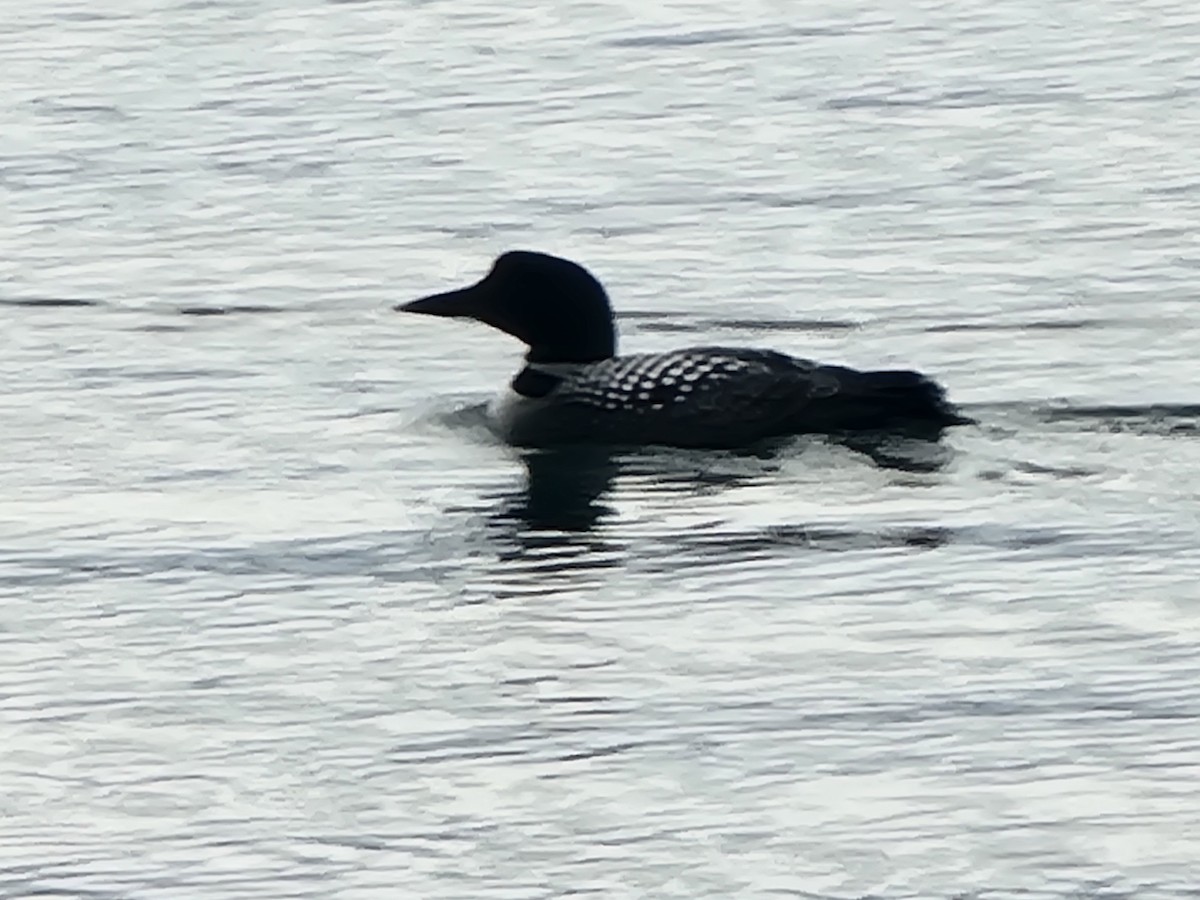 Common Loon - ML617655020