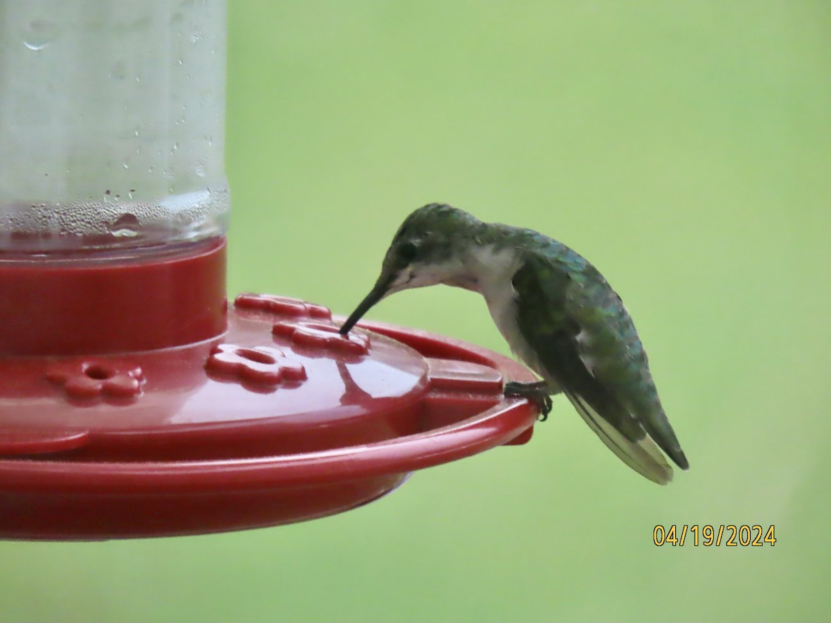 Ruby-throated Hummingbird - ML617655021