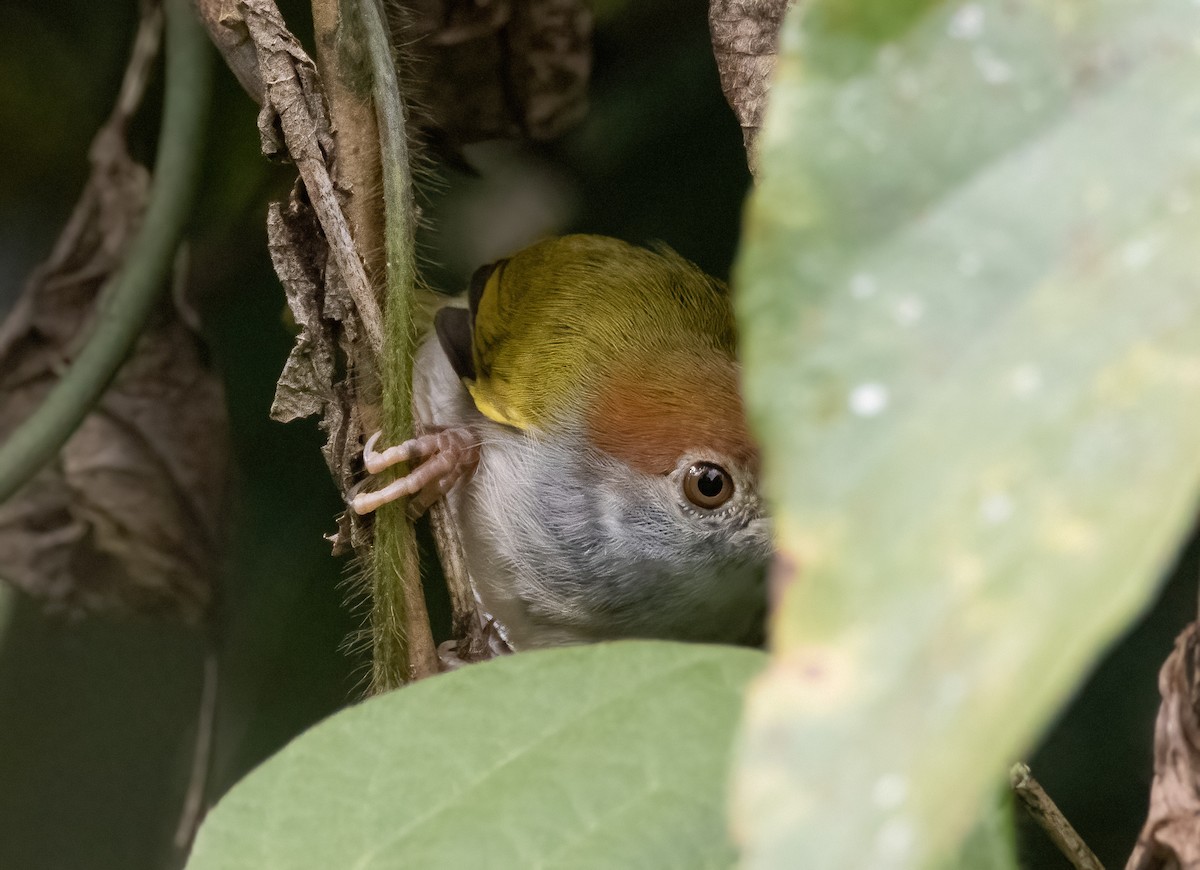 Dark-necked Tailorbird - Mitch Rose