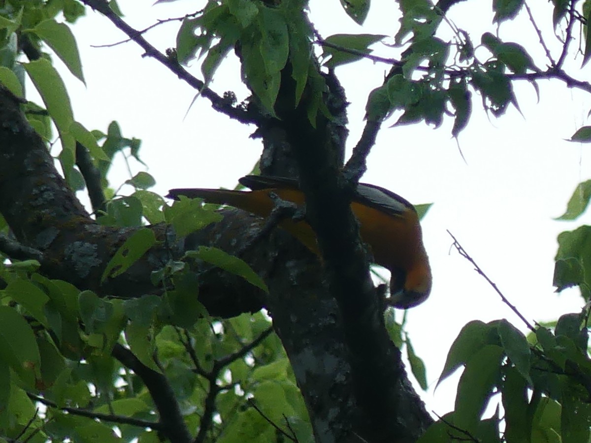 Bullock's Oriole - Rebecca Merrill