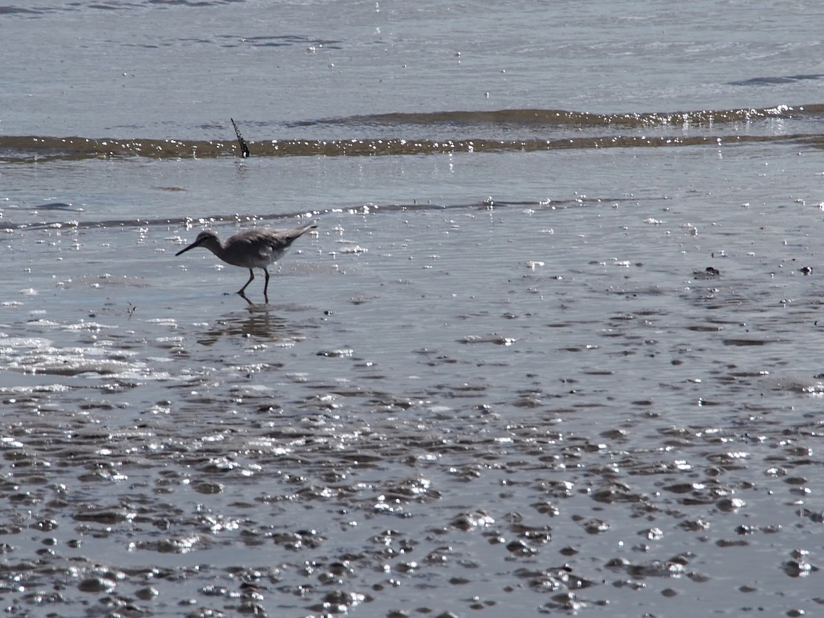 キアシシギ - ML617655062