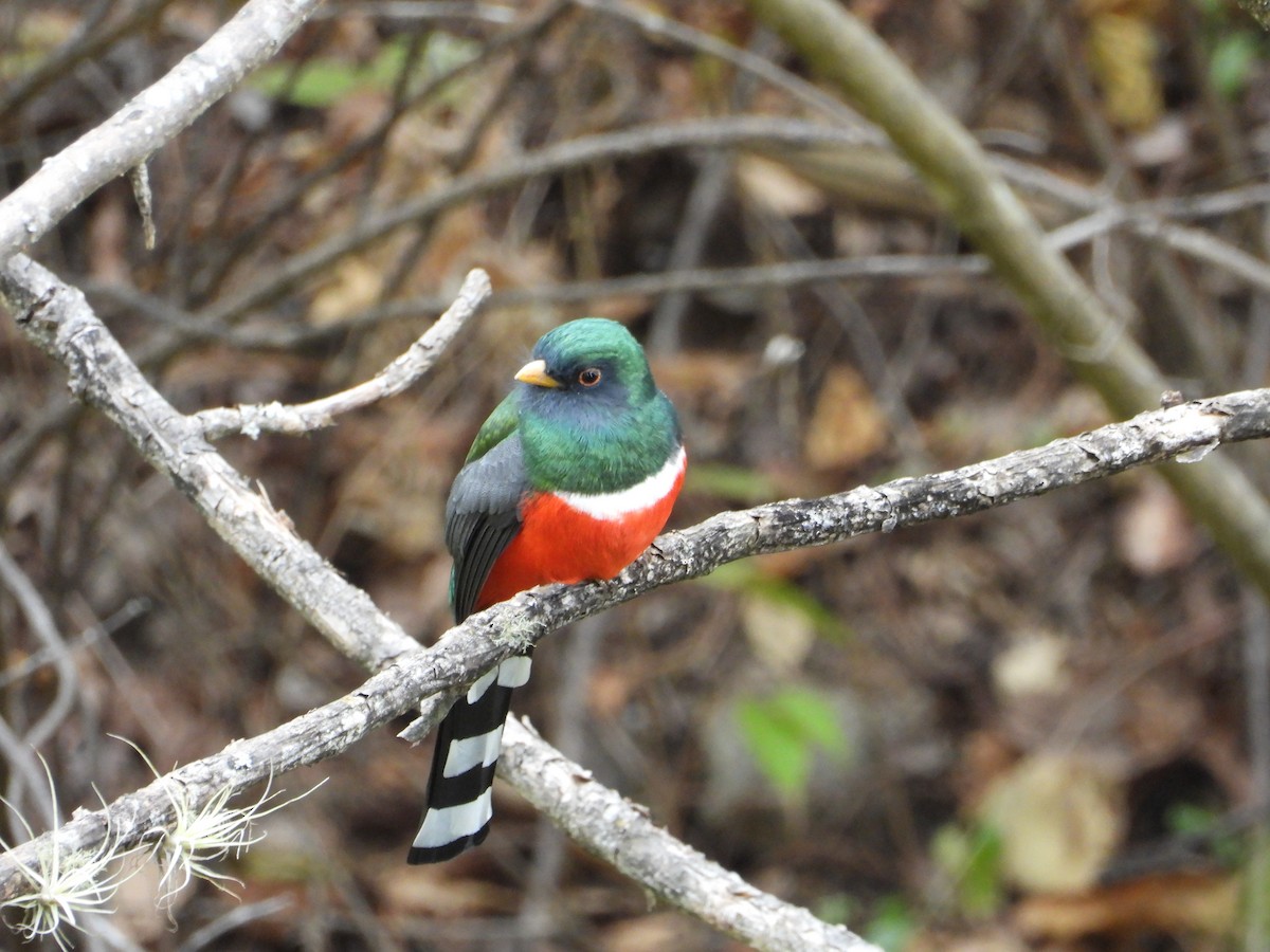 trogon mexický - ML617655077