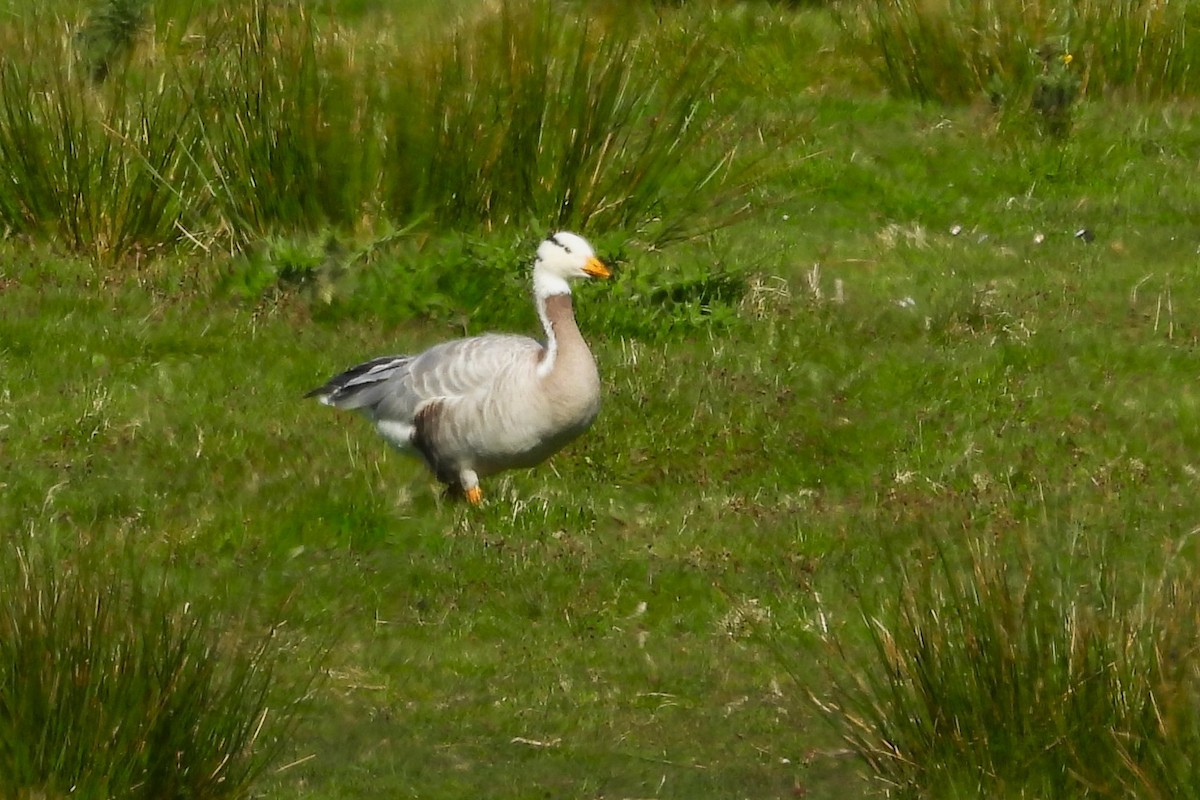 Bar-headed Goose - ML617655129