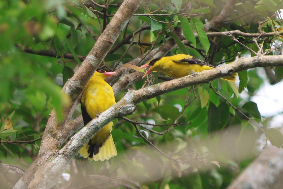 Black-naped Oriole - Fadzrun A.