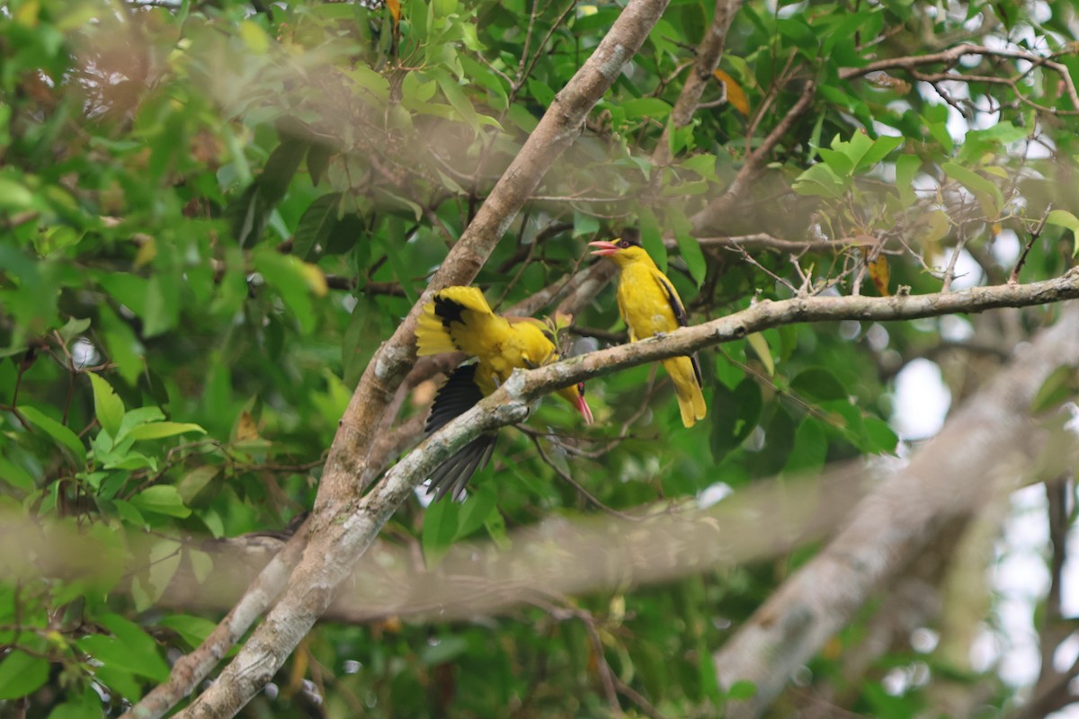 Black-naped Oriole - Fadzrun A.