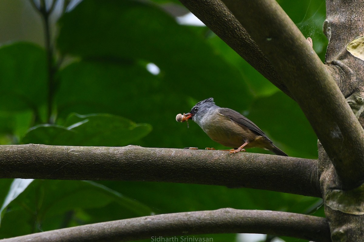 Yuhina Barbinegra - ML617655186