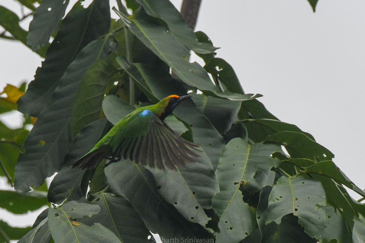 Golden-fronted Leafbird - ML617655270