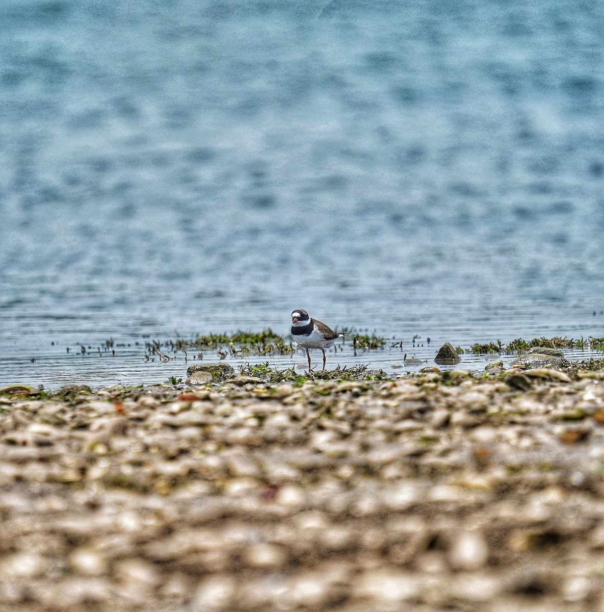 Common Ringed Plover - ML617655298